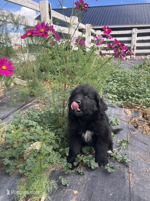 Toby  – Newfoundland puppy for sale in Carr, CO