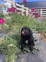 Toby , a male Newfoundland for sale in Carr, CO – 1 of 9