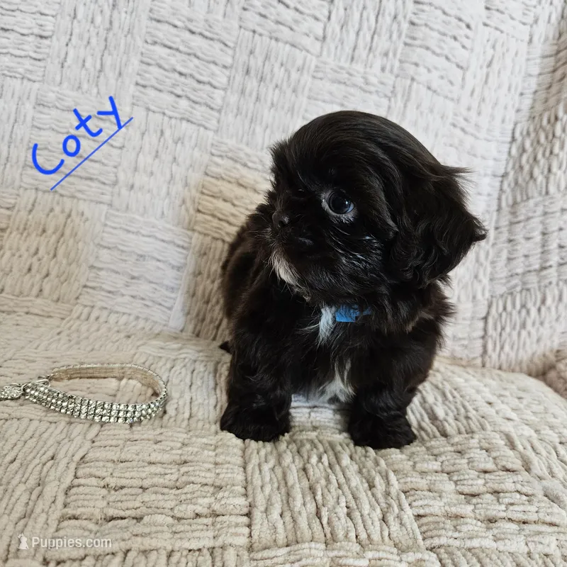 Coty – Shih Tzu puppy for sale in Lake Los Angeles, CA