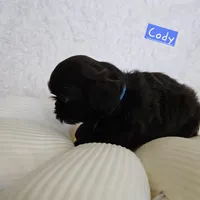 Coty, a male Shih Tzu for sale in Lake Los Angeles, CA – Photo 6 of 8