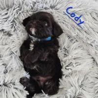 Coty, a male Shih Tzu for sale in Lake Los Angeles, CA – Photo 7 of 8