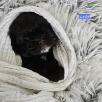 Coty, a male Shih Tzu for sale in Lake Los Angeles, CA – Photo 3 of 8