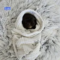 Coty, a male Shih Tzu for sale in Lake Los Angeles, CA – Photo 5 of 8