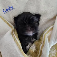 Coty, a male Shih Tzu for sale in Lake Los Angeles, CA – Photo 8 of 8