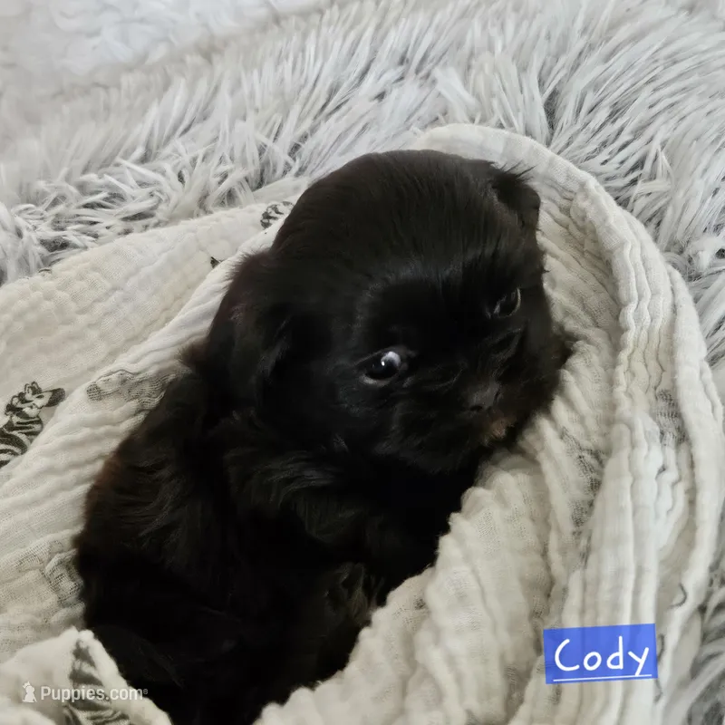 Coty – Shih Tzu puppy for sale in Lake Los Angeles, CA