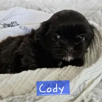 Coty, a male Shih Tzu for sale in Lake Los Angeles, CA – Photo 4 of 8