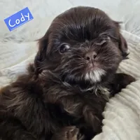 Coty, a male Shih Tzu for sale in Lake Los Angeles, CA – Photo 2 of 8