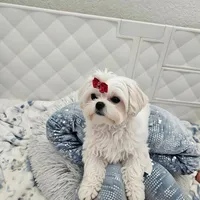 Korean TCup Frosty, a male Maltese for sale in Lake Los Angeles, CA – 2 of 3