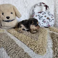 Chocolate Merle Elvis, a male Yorkshire Terrier and Biewer for sale in Lancaster, CA – 2 of 8
