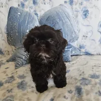 Chewbacca, a male Shih Tzu for sale in Lake Los Angeles, CA – 6 of 9