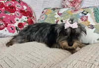 Nicky, a female Yorkshire Terrier for sale in Lake Los Angeles, CA – 4 of 10