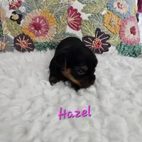 Hazel, a female Yorkshire Terrier for sale in Lancaster, CA – 7 of 10