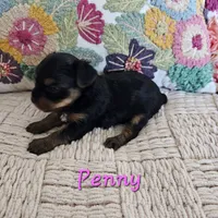 Penny, a female Yorkshire Terrier for sale in Lancaster, CA – 4 of 10