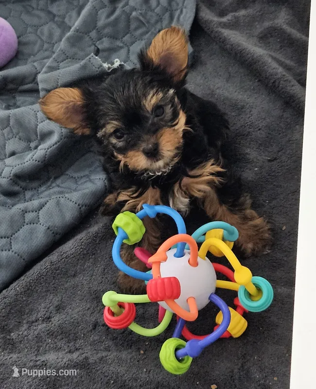 TCup Chippie – Yorkshire Terrier puppy for sale in Lancaster, CA