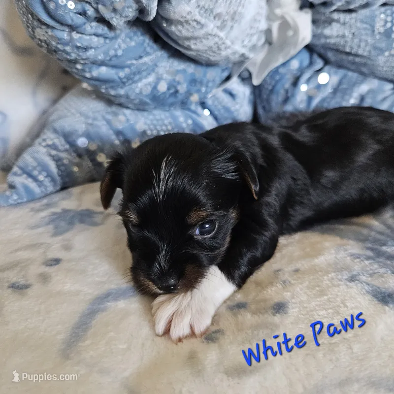 White Paws – Yorkshire Terrier puppy for sale in Lancaster, CA