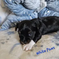 White Paws, a male Yorkshire Terrier for sale in Lancaster, CA – 1 of 9