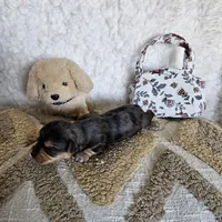 Chocolate Merle Elvis, a male Yorkshire Terrier and Biewer for sale in Lancaster, CA – 6 of 8