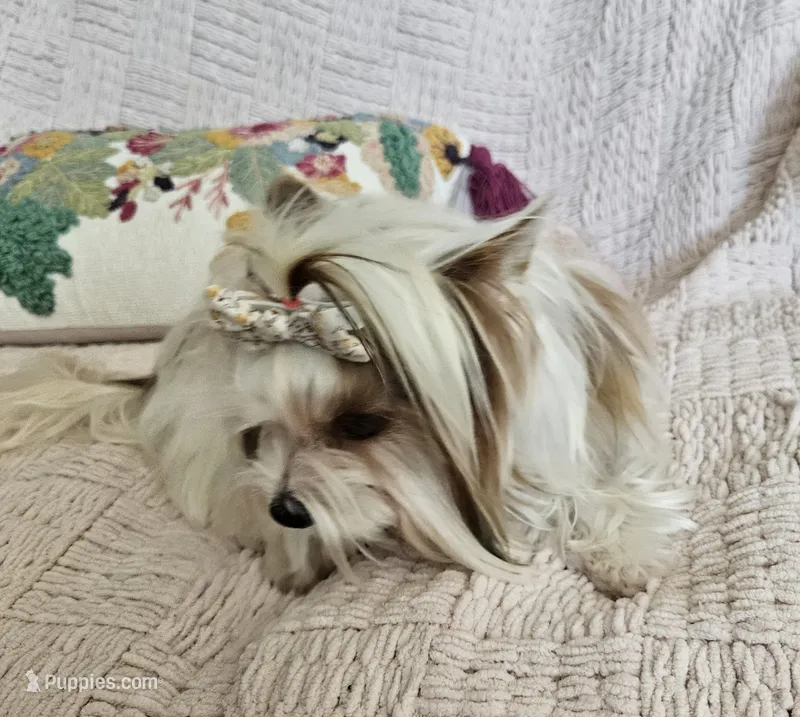 Peanut – Yorkshire Terrier puppy for sale in Lake Los Angeles, CA