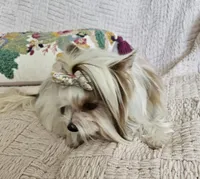 Peanut, a male Yorkshire Terrier for sale in Lake Los Angeles, CA – 1 of 4