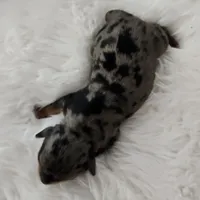 Ruby, a female Yorkshire Terrier and Biewer for sale in Lake Los Angeles, CA – Photo 4 of 7