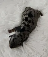 Ruby, a female Yorkshire Terrier and Biewer for sale in Lake Los Angeles, CA – Photo 4 of 7