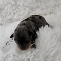 Ruby, a female Yorkshire Terrier and Biewer for sale in Lake Los Angeles, CA – Photo 5 of 7