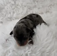 Ruby, a female Yorkshire Terrier and Biewer for sale in Lake Los Angeles, CA – Photo 5 of 7