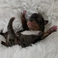 Ruby, a female Yorkshire Terrier and Biewer for sale in Lake Los Angeles, CA – Photo 7 of 7