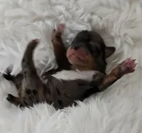 Ruby, a female Yorkshire Terrier and Biewer for sale in Lake Los Angeles, CA – Photo 7 of 7