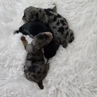 Ruby, a female Yorkshire Terrier and Biewer for sale in Lake Los Angeles, CA – Photo 3 of 7