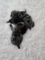 Ruby, a female Yorkshire Terrier and Biewer for sale in Lake Los Angeles, CA – Photo 3 of 7