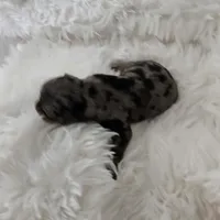 Ruby, a female Yorkshire Terrier and Biewer for sale in Lake Los Angeles, CA – Photo 6 of 7