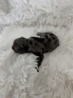 Ruby, a female Yorkshire Terrier and Biewer for sale in Lake Los Angeles, CA – Photo 6 of 7