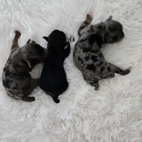 Ruby, a female Yorkshire Terrier and Biewer for sale in Lake Los Angeles, CA – Photo 2 of 7