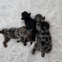 Ruby, a female Yorkshire Terrier and Biewer for sale in Lake Los Angeles, CA – Photo 1 of 7