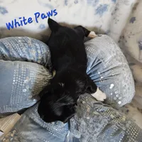 White Paws, a male Yorkshire Terrier for sale in Lancaster, CA – 2 of 9