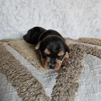 TCup Mickey, a male Yorkshire Terrier for sale in Lancaster, CA – 2 of 6
