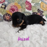 Hazel, a female Yorkshire Terrier for sale in Lancaster, CA – 1 of 10