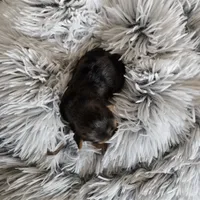 Chocolater Merle Male Bradley, a male Yorkshire Terrier for sale in Lancaster, CA – 10 of 10