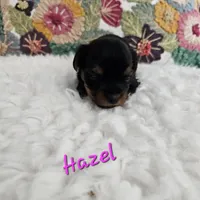 Hazel, a female Yorkshire Terrier for sale in Lancaster, CA – 8 of 10