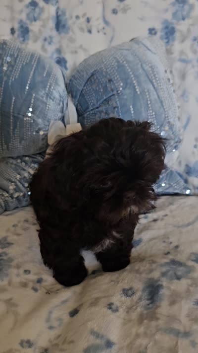 Chewbacca, a male Shih Tzu for sale in Lake Los Angeles, CA – 9 of 9