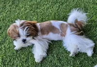 Nala, a female Shih Tzu for sale in Lake Los Angeles, CA – Photo 2 of 4