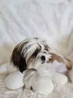 Nala, a female Shih Tzu for sale in Lake Los Angeles, CA – Photo 1 of 4