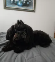 Raven , a male Maltese and Shih Tzu for sale in Lake Los Angeles, CA – 4 of 5