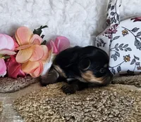 TCup Tina, a female Yorkshire Terrier for sale in Lancaster, CA – 7 of 9