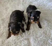 AKC Chocolate puppy 2, a male Yorkshire Terrier for sale in Lake Los Angeles, CA – Photo 4 of 5