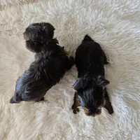 AKC Chocolate puppy 2, a male Yorkshire Terrier for sale in Lake Los Angeles, CA – Photo 3 of 5