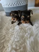 AKC Chocolate puppy 2, a male Yorkshire Terrier for sale in Lake Los Angeles, CA – Photo 1 of 5