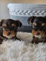 AKC Chocolate puppy 2, a male Yorkshire Terrier for sale in Lake Los Angeles, CA – Photo 2 of 5