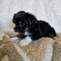 White Paws, a male Yorkshire Terrier for sale in Lancaster, CA – 2 of 10